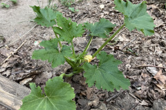 684580e05fed6fafa5d4806a06dad0ec1f41b30d0637b9b6efe2c7caa06c9d6b-1