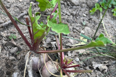 e6ef158e63e757ca9e925f91c5f5b098ecfaa4beb7889b8c472390543c221e50-1