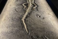 MicrosoftTeams-image-4